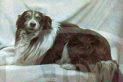 HANDSOME COLLIE DOG GROOMED & POSED FINE ANTIQUE PHOTOGRAPH - K-townConsignments