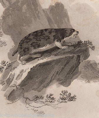 LAPLAND MARMOT EARLY ETHOLOGY NATURISTS ANTIQUE ENGRAVING PRINT LONDON 1802 - K-townConsignments