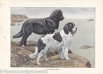 Newfoundlands Dog Vintage Louis Agassiz K9 Graphic Art Print - K-townConsignments