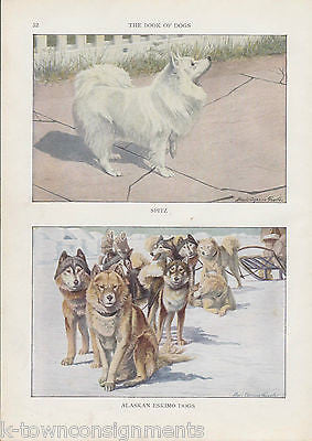 Spitz & Alaskan Eskimo Dogs Vintage Louis Agassiz Graphic Dog Art Print - K-townConsignments