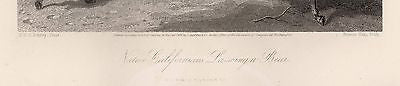 CALIFORNIA FRONTIERSMEN LASSO WILD BEAR ANTIQUE GRAPHIC ART ENGRAVING PRINT - K-townConsignments