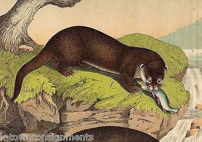BADGERS FERRETS WEASELS 1870s ANTIQUE FULL COLOR ENGRAVING POSTER PRINT - K-townConsignments