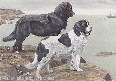 Newfoundlands Dog Vintage Louis Agassiz K9 Graphic Art Print - K-townConsignments