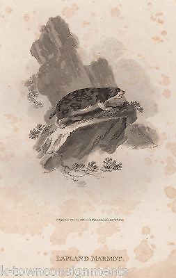 LAPLAND MARMOT EARLY ETHOLOGY NATURISTS ANTIQUE ENGRAVING PRINT LONDON 1802 - K-townConsignments