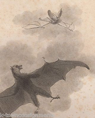 TERNATE & LONG EARED BATS EARLY ETHOLOGY NATURISTS ANTIQUE ENGRAVING PRINT - K-townConsignments