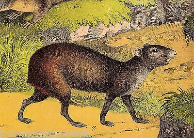 SQUIRRELS BEAVERS RODENTS 1870s ANTIQUE FULL COLOR ENGRAVING POSTER PRINT - K-townConsignments