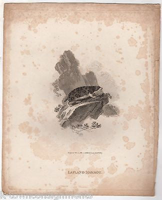 LAPLAND MARMOT EARLY ETHOLOGY NATURISTS ANTIQUE ENGRAVING PRINT LONDON 1802 - K-townConsignments