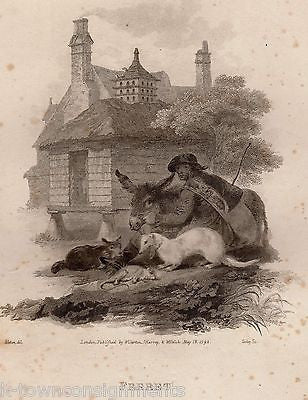 FERRET GYPSY'S PET EARLY ZOOLOGY ANIMALS ANTIQUE GRAPHIC ART ENGRAVING PRINT - K-townConsignments