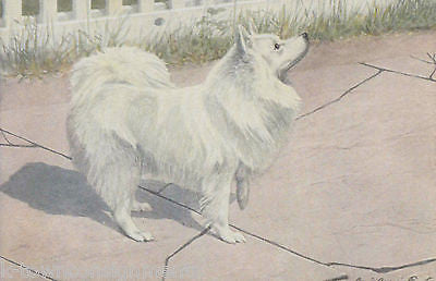 Spitz & Alaskan Eskimo Dogs Vintage Louis Agassiz Graphic Dog Art Print - K-townConsignments