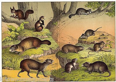 SQUIRRELS BEAVERS RODENTS 1870s ANTIQUE FULL COLOR ENGRAVING POSTER PRINT - K-townConsignments