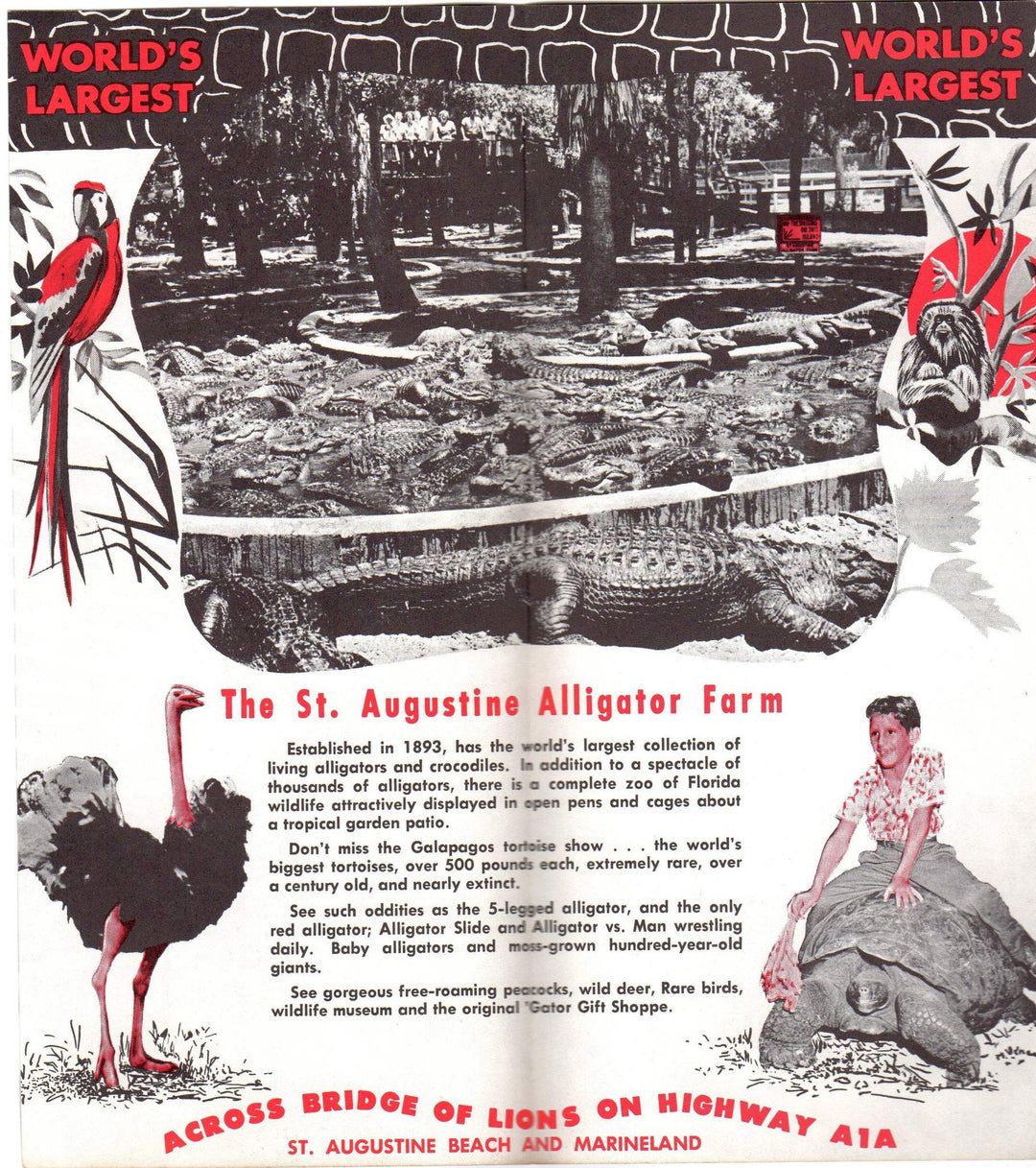 Alligator Farm St. Augustine Florida Vintage Advertising Souvenir Travel Brochure