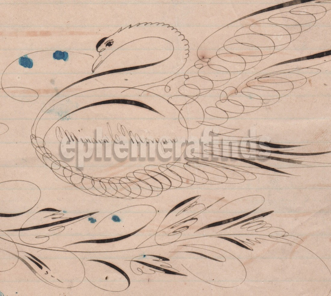 Lovely Spencerian Penmanship Swan Antique Folk Art Drawing Minerva Morgan