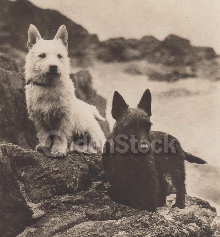 Black & White Scotty Dogs on the Rocks Vintage Americana Snapshot Photo