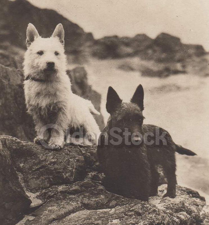 Black & White Scotty Dogs on the Rocks Vintage Americana Snapshot Photo