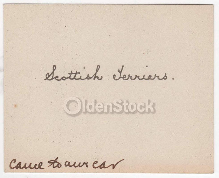 Black & White Scotty Dogs on the Rocks Vintage Americana Snapshot Photo