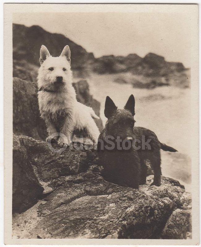 Black & White Scotty Dogs on the Rocks Vintage Americana Snapshot Photo