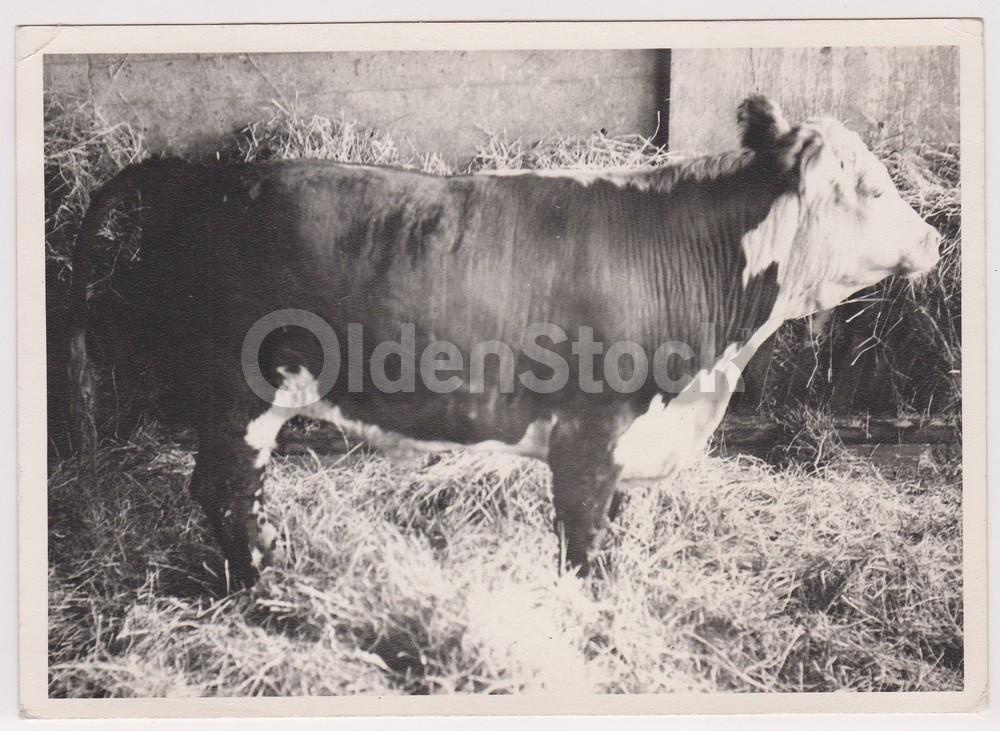 Farm Cow Black Baldy Heifer Vintage Dairy Farming Snapshot Photograph
