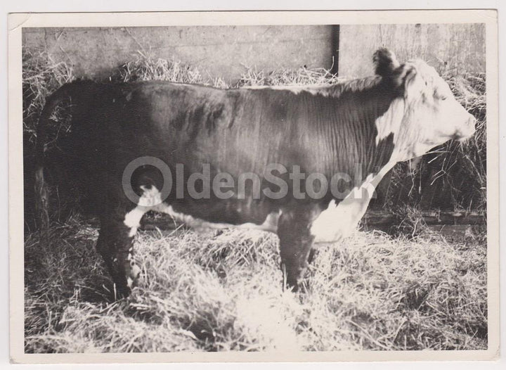 Farm Cow Black Baldy Heifer Vintage Dairy Farming Snapshot Photograph