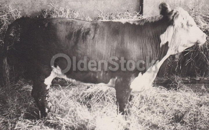 Farm Cow Black Baldy Heifer Vintage Dairy Farming Snapshot Photograph
