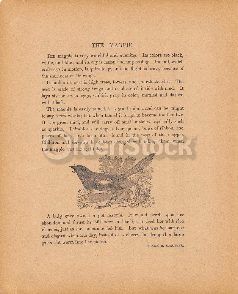 Magpie Bird Poem by Frank Stauffer Antique Nursery Rhyme Print 1902