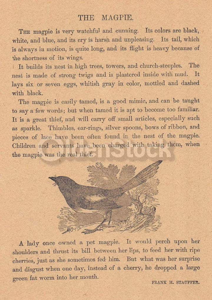 Magpie Bird Poem by Frank Stauffer Antique Nursery Rhyme Print 1902