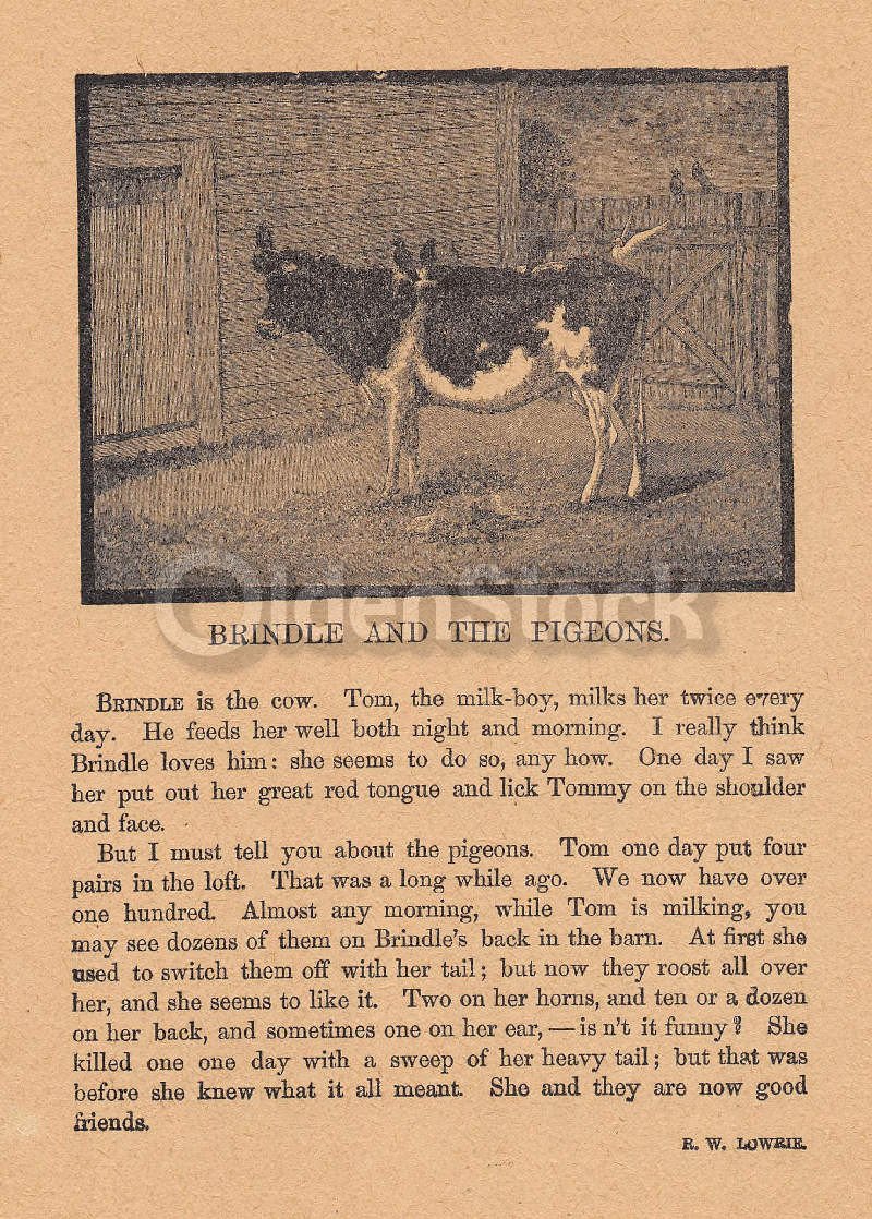 Cute Dairy Farm Cow & Birds Poem Antique Nursery Rhyme Print 1902