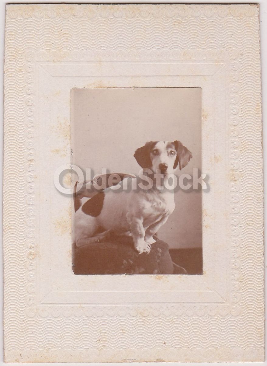 Handsome Jack Russell Terrier Dog Proudly Posed Antique Snapshot Photo on Board