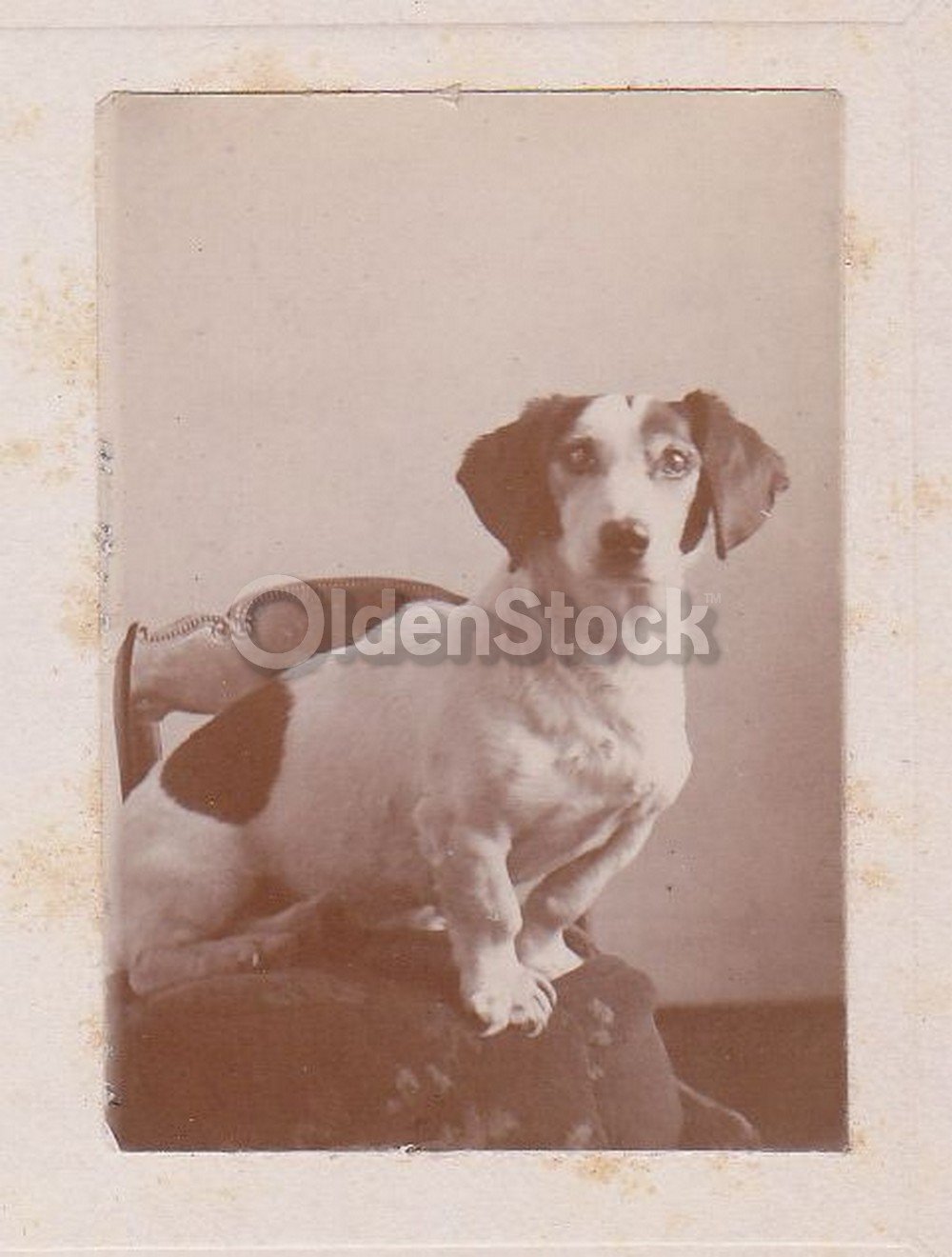 Handsome Jack Russell Terrier Dog Proudly Posed Antique Snapshot Photo on Board