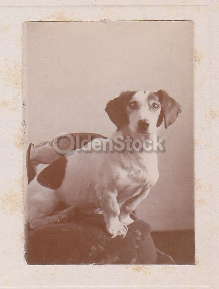 Handsome Jack Russell Terrier Dog Proudly Posed Antique Snapshot Photo on Board