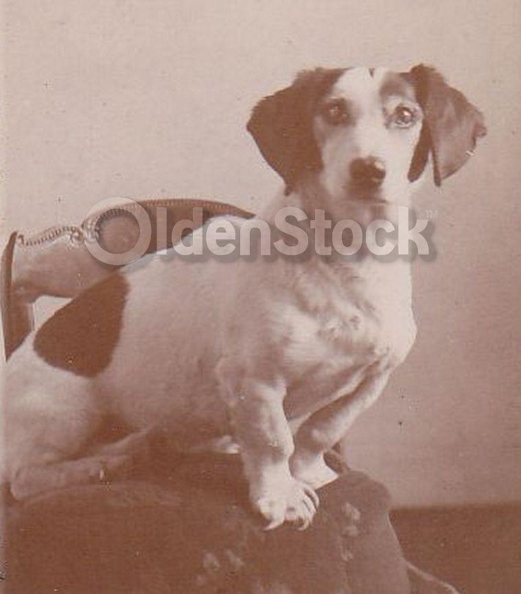 Handsome Jack Russell Terrier Dog Proudly Posed Antique Snapshot Photo on Board