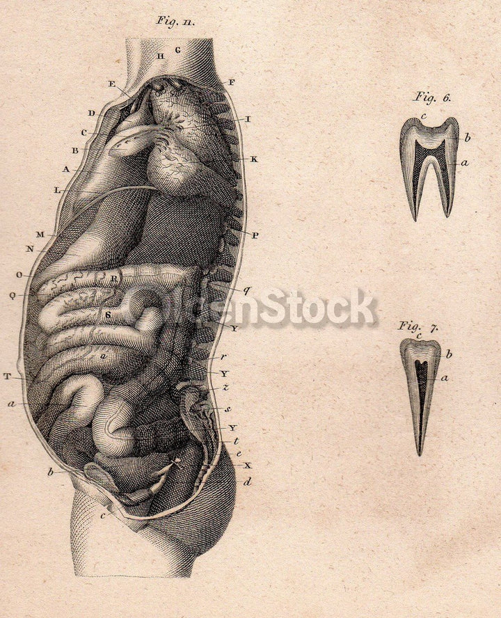Human Anatomy Kidneys Colon Internal Medicine Antique Graphic Engraving Print Book Plate