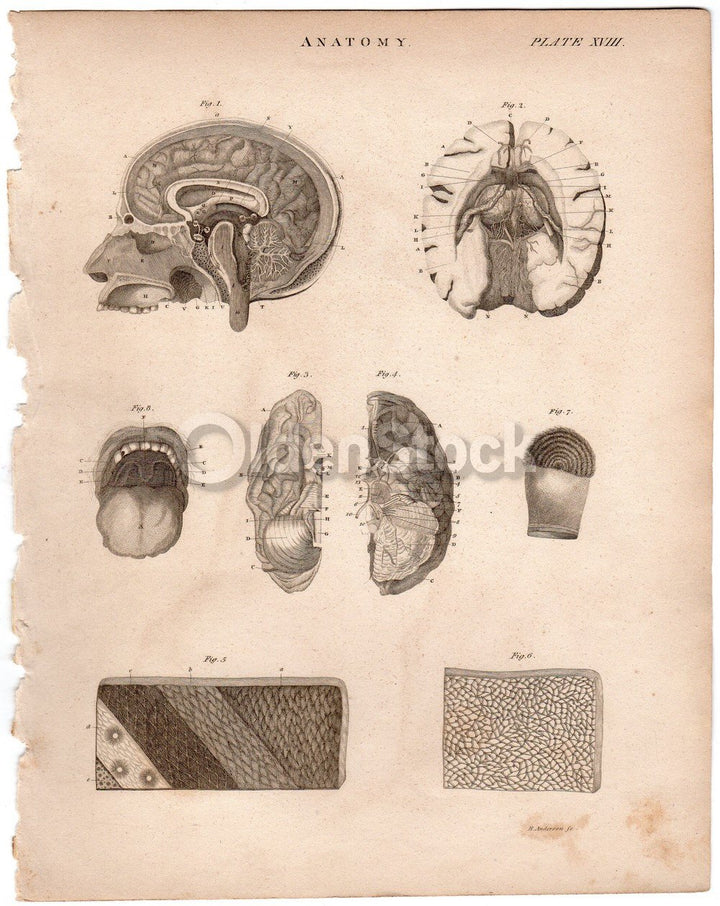 Human Brain Mouth & Head Medical Anatomy Antique Graphic Engraving Print Book Plate