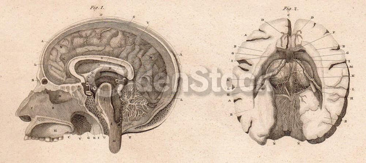 Human Brain Mouth & Head Medical Anatomy Antique Graphic Engraving Print Book Plate