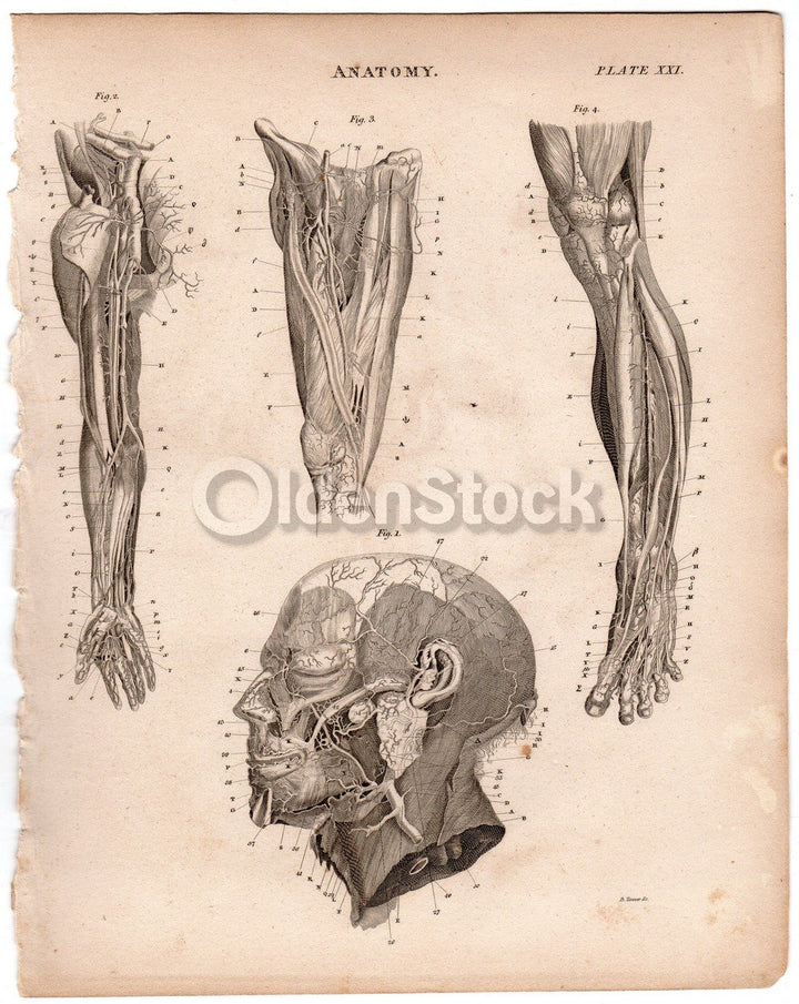Human Nervous System Internal Medicine Anatomy Antique Graphic Engraving Print Book Plate