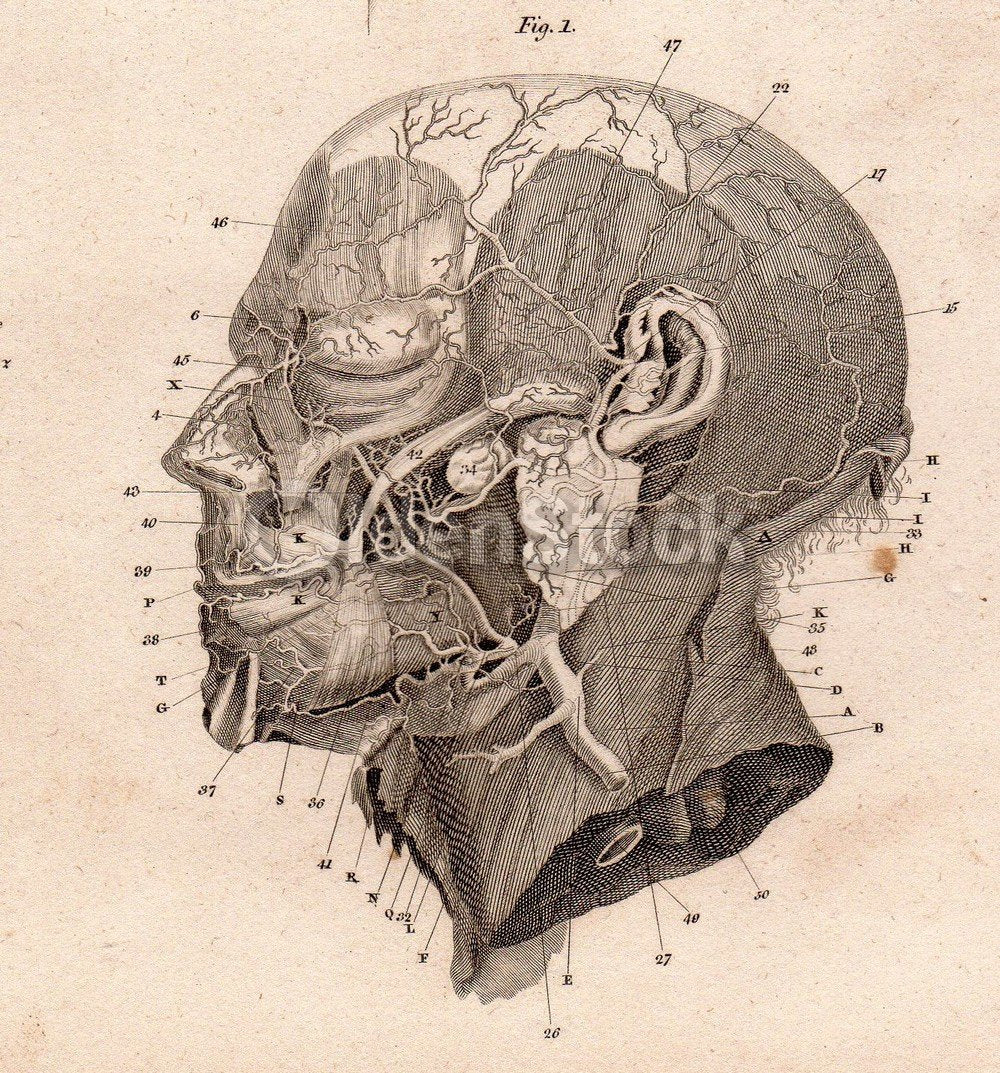 Human Nervous System Internal Medicine Anatomy Antique Graphic Engraving Print Book Plate