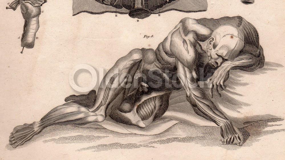 Male Penis Groin Testicles Medical Anatomy Drawing Antique Graphic Engraving Book Plate 1832