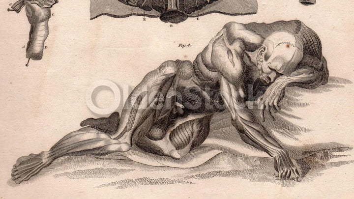 Male Penis Groin Testicles Medical Anatomy Drawing Antique Graphic Engraving Book Plate 1832