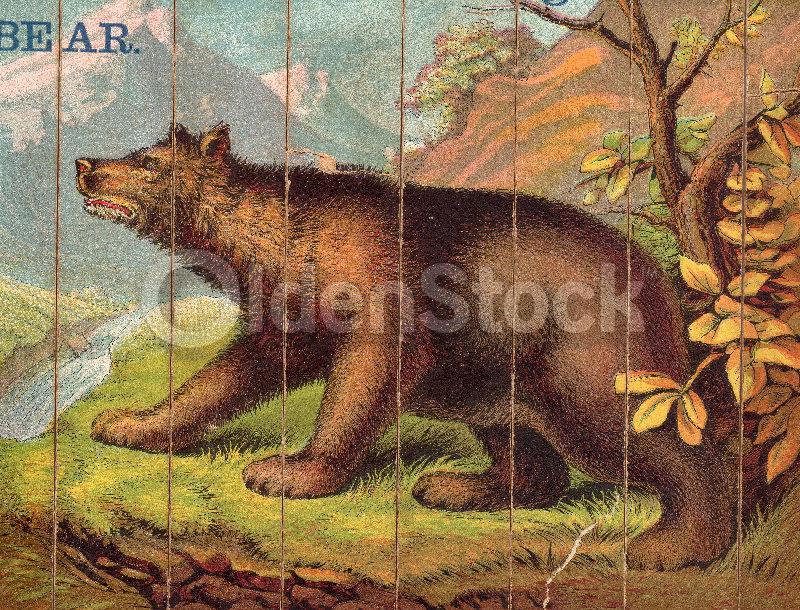 Queer Bear Wild Animal Antique Graphic Art Spelling Game Pieces Wall Art