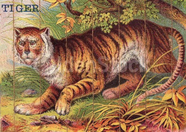 Jungle Tiger Wild Animals Antique Graphic Art Children's Spelling Game Pieces Wall Art