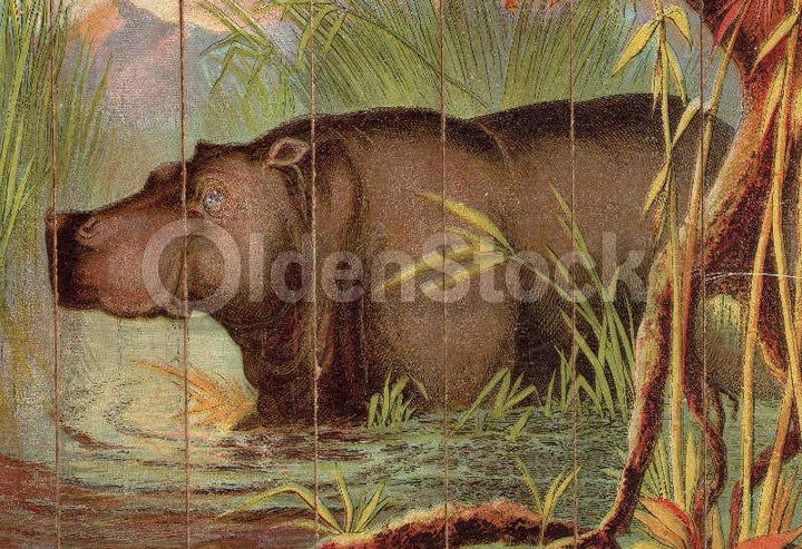 Jungle Hippopotamus Wild Animals Antique Graphic Art Spelling Game Pieces Wall Art