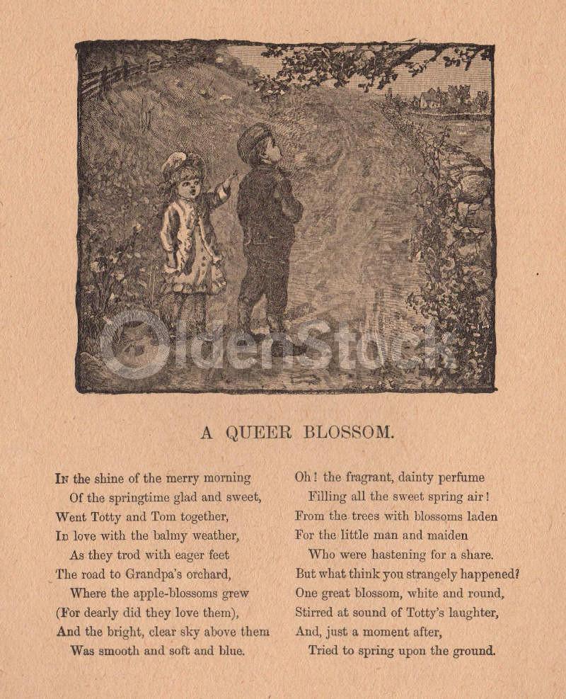 A Queer Blossom Cute Children's Poem Antique Graphic Illustration Print 1902