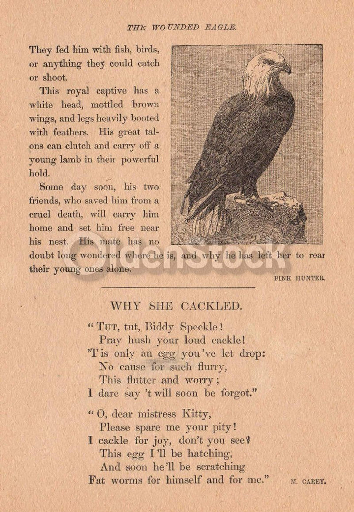 American Bald Eagles Poem Antique Graphic Illustration Print 1902