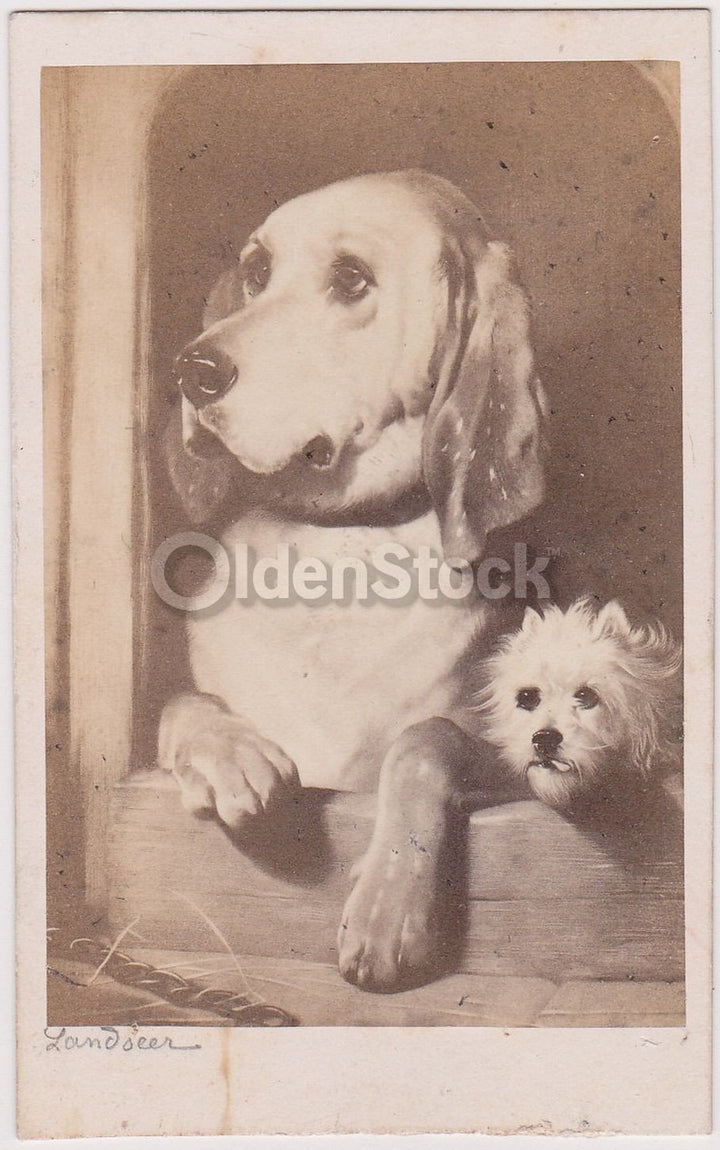 Old Landseer Hound Dog & Terrier Puppy Paris France Antique Artistic CDV Photogr
