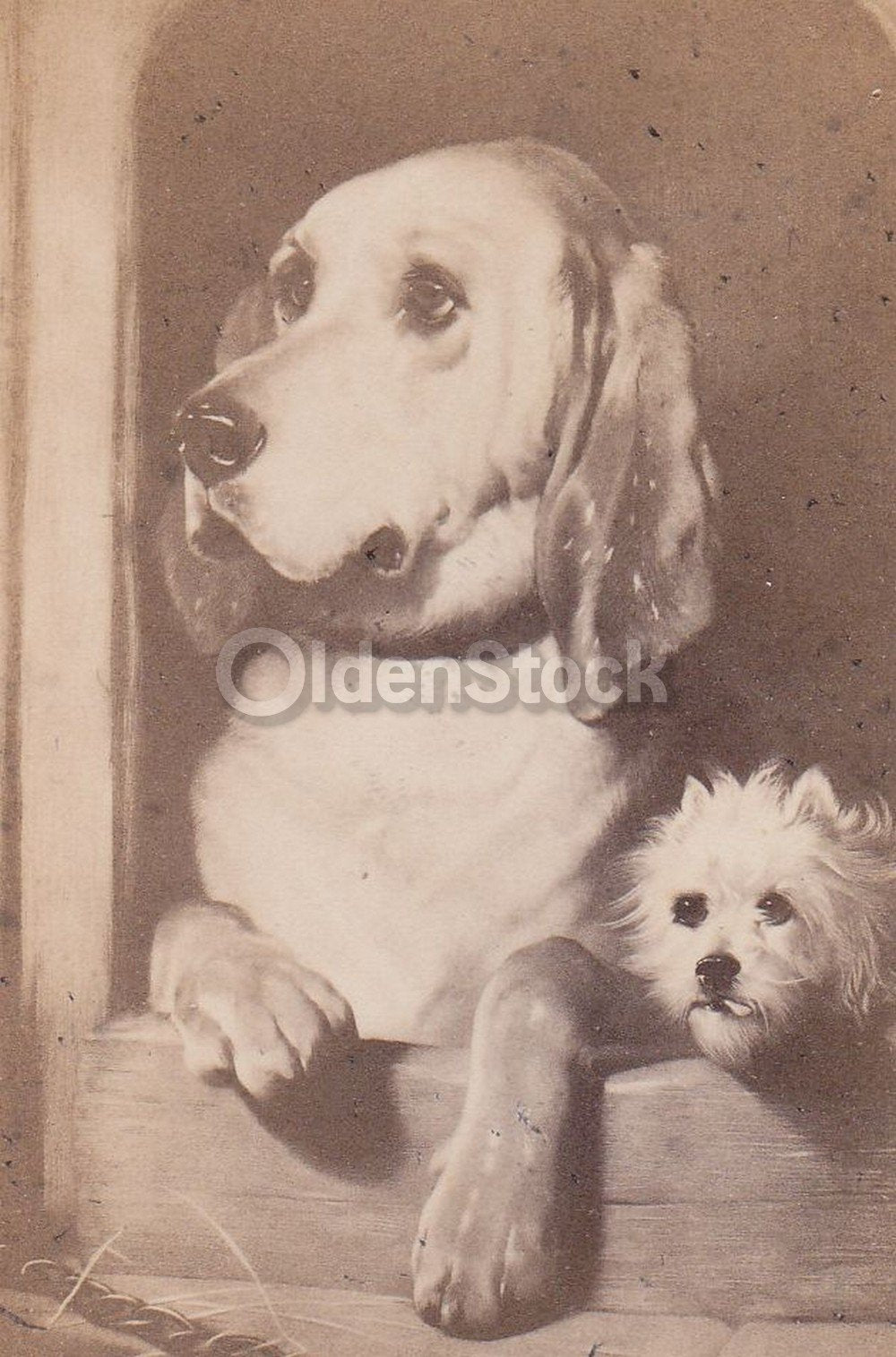 Old Landseer Hound Dog & Terrier Puppy Paris France Antique Artistic CDV Photogr