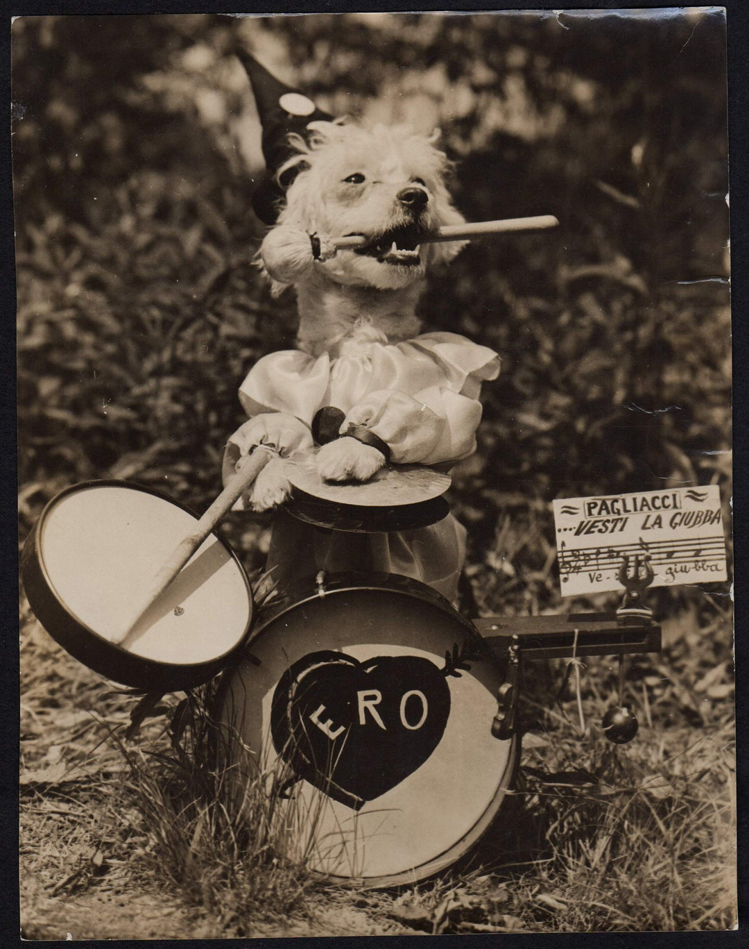 Pagliacci the Cute Clown Puppy Dog Vintage K-9 Snapshot Photo