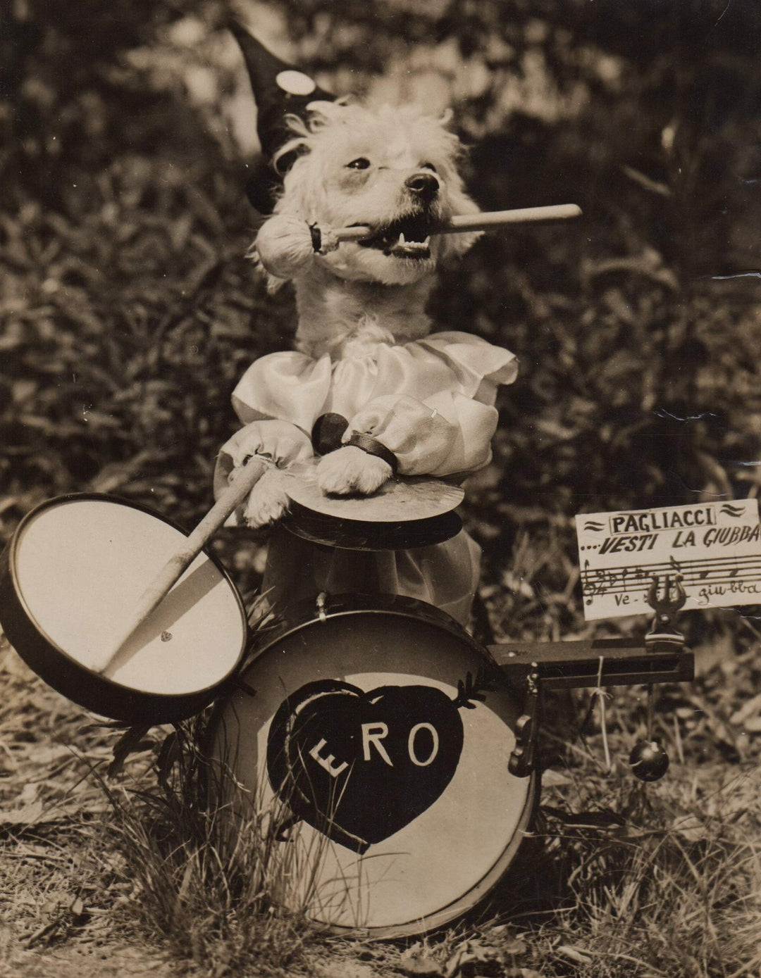 Pagliacci the Cute Clown Puppy Dog Vintage K-9 Snapshot Photo