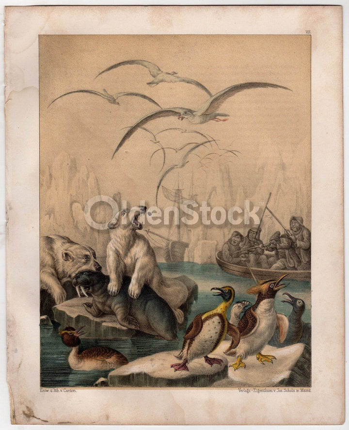 Polar Bear HuPolar Bear Hunters Hunting Seal Penguins Arctic Nature Antique Graphic Art Printnters Hunting Seal & Penguins Arctic Nature Scene Antique Graphic Art Engraving Print 1863
