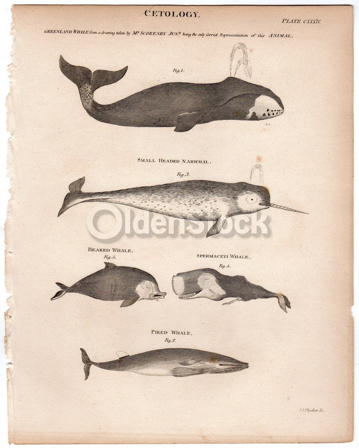 Sperm Whale Beaked Whale Narwhal Zoology Art Antique Engraving Print Bookplate