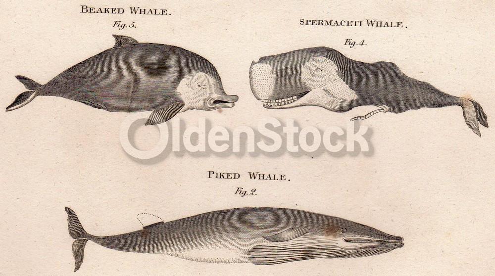 Sperm Whale Beaked Whale Narwhal Zoology Art Antique Engraving Print Bookplate