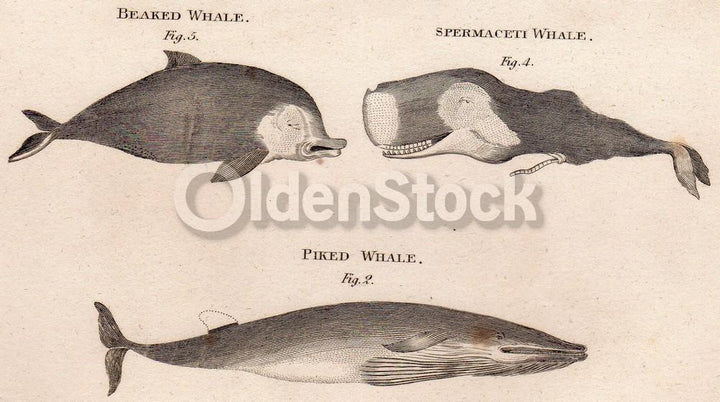 Sperm Whale Beaked Whale Narwhal Zoology Art Antique Engraving Print Bookplate